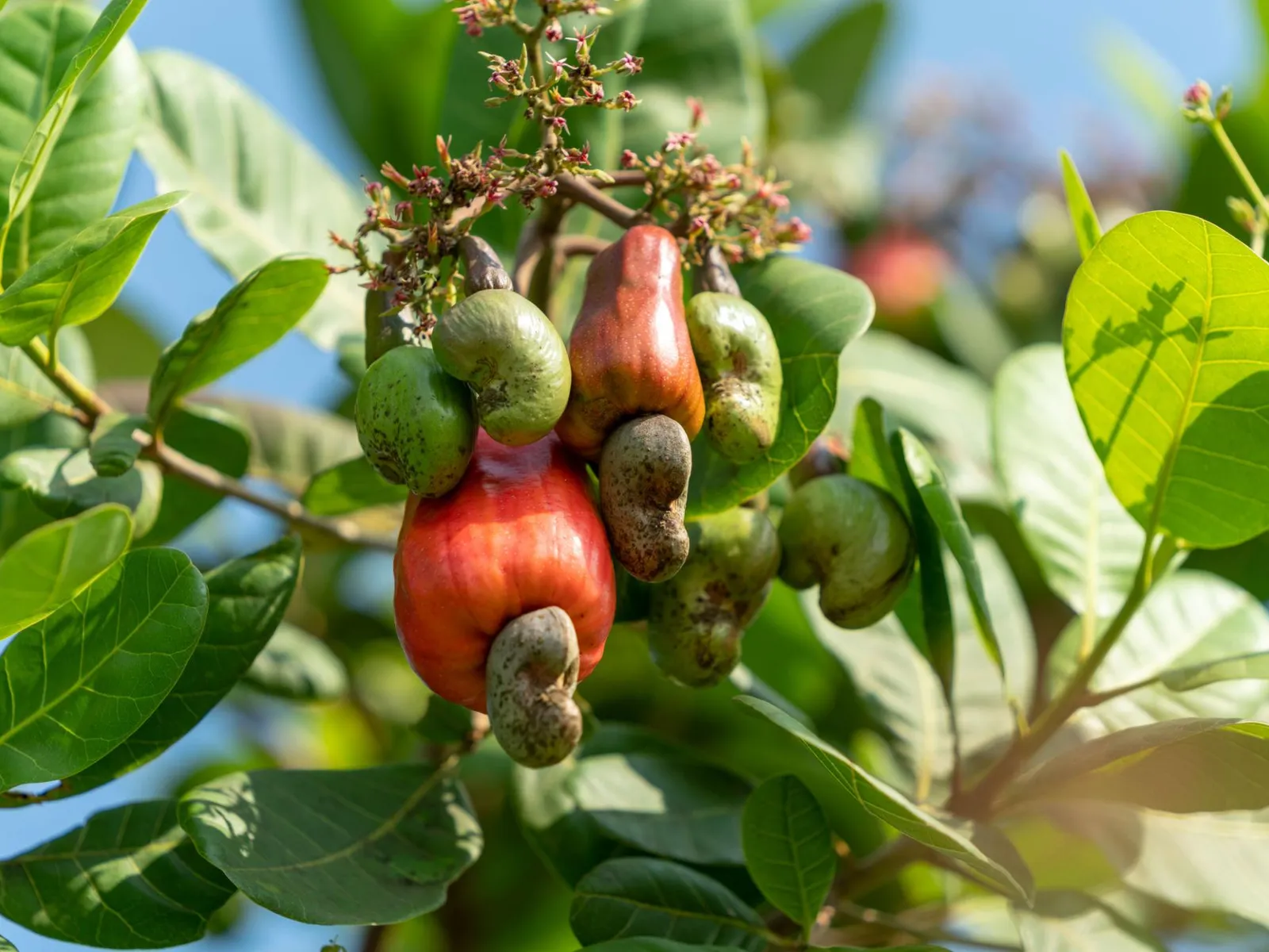 Cashew apples with their nuts on the tree