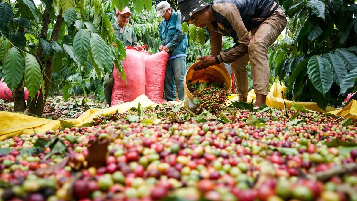 Coffee collection in a Vietnamese growing region