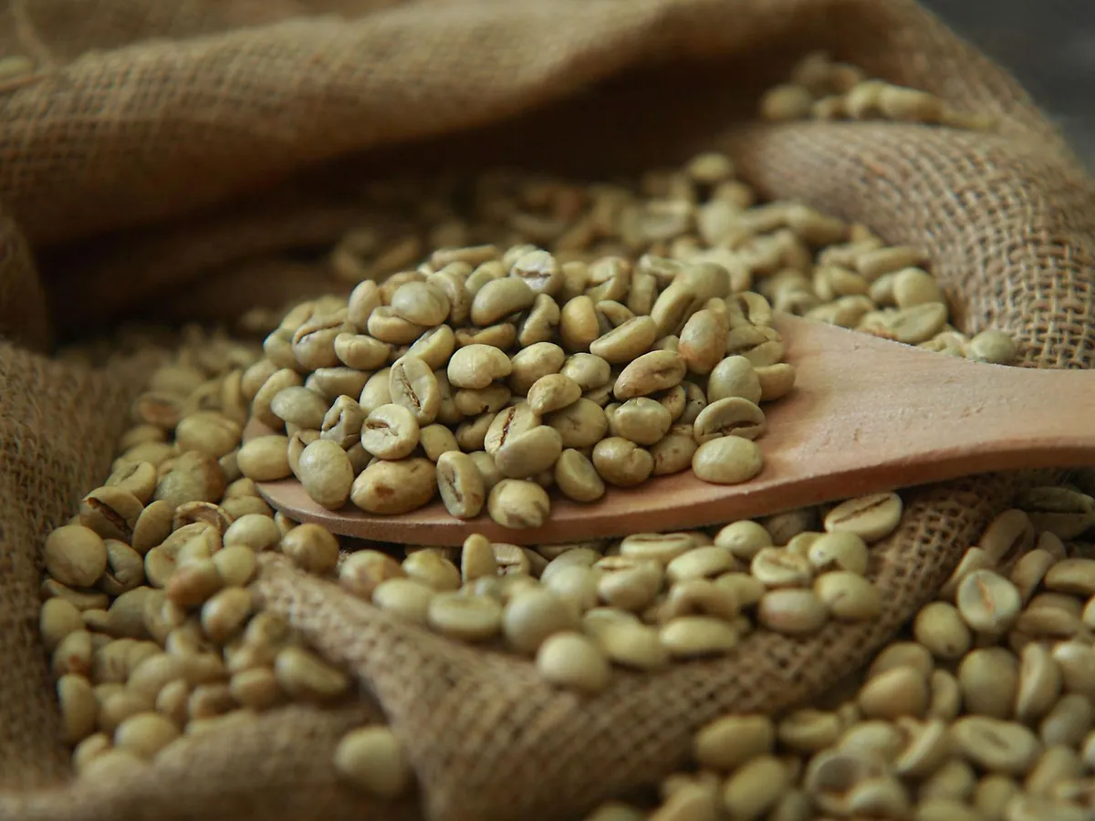 Green coffee beans heaped on a wooden scoop in a burlap sack