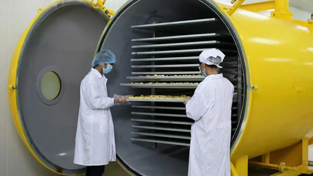 Two workers in hygiene clothing loading trays of fruit into an open freeze-drying chamber